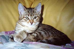 Amorina